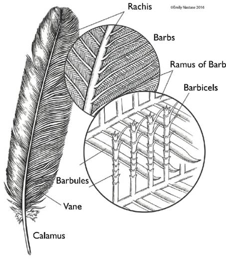 Figure 1. Structure of feathers